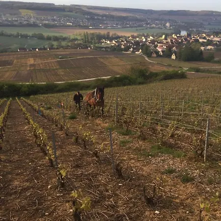 L'insouciance En Champagne * Vincelles (Marne)