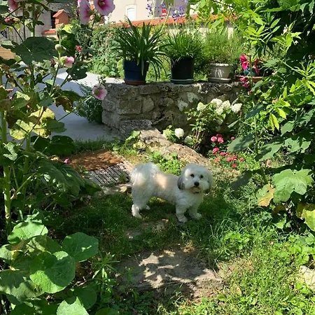 L'insouciance En Champagne