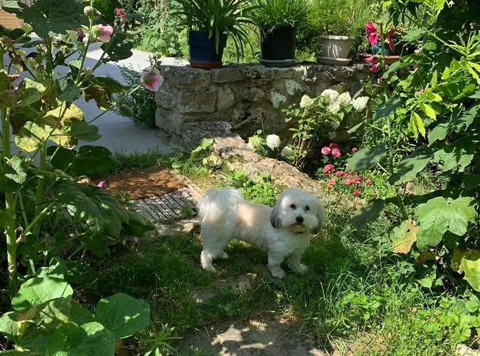 L'insouciance En Champagne